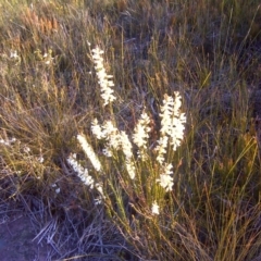 Epacris obtusifolia (Blunt-leaf Heath) at Nadgee Nature Reserve - 15 Sep 2011 by Mike