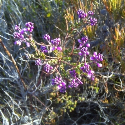 Comesperma ericinum (Heath Milkwort) at Nadgee Nature Reserve - 15 Sep 2011 by Mike