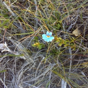 Dampiera stricta at Nadgee, NSW - 15 Sep 2011 04:14 PM