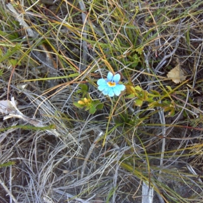 Dampiera stricta (Blue Dampiera) at Nadgee, NSW - 15 Sep 2011 by Mike