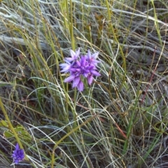 Sowerbaea juncea (Vanilla Lily) at Nadgee Nature Reserve - 15 Sep 2011 by Mike