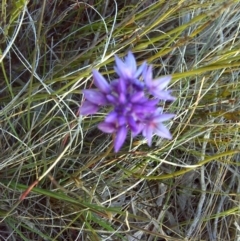 Sowerbaea juncea at Nadgee, NSW - 15 Sep 2011