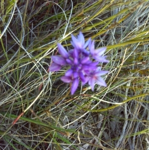 Sowerbaea juncea at Nadgee, NSW - 15 Sep 2011