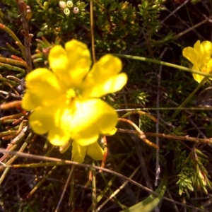 Hibbertia sp. at Nadgee, NSW - 15 Sep 2011