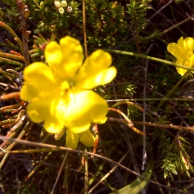 Hibbertia sp. (Guinea Flower) at Nadgee Nature Reserve - 15 Sep 2011 by Mike