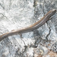 Hemiergis talbingoensis (Three-toed Skink) at Paddys River, ACT - 11 Sep 2018 by Harrisi