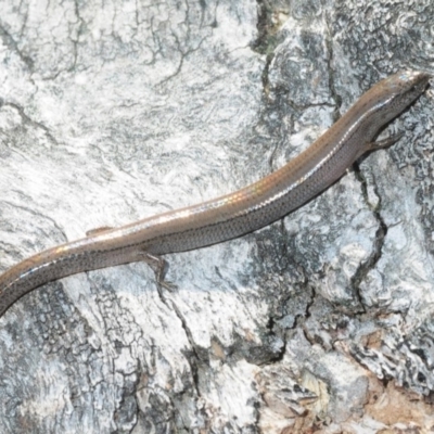 Hemiergis talbingoensis (Eastern Three-toed Earless Skink) at Paddys River, ACT - 11 Sep 2018 by Harrisi