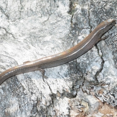 Hemiergis talbingoensis (Three-toed Skink) at Paddys River, ACT - 11 Sep 2018 by Harrisi