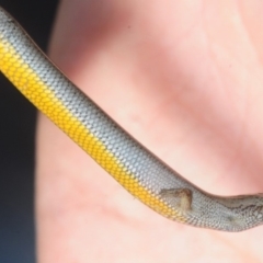 Hemiergis talbingoensis at Paddys River, ACT - 11 Sep 2018