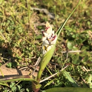 Wurmbea dioica subsp. dioica at Sutton, NSW - 12 Sep 2018 03:18 PM