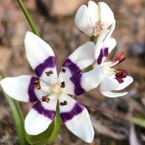 Wurmbea dioica subsp. dioica at Sutton, NSW - 12 Sep 2018