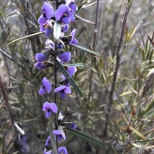 Hovea heterophylla at Sutton, NSW - 12 Sep 2018