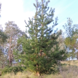 Pinus radiata at Greenway, ACT - 2 Mar 2015 07:13 PM