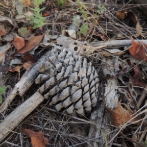 Pinus radiata at Greenway, ACT - 2 Mar 2015 07:13 PM