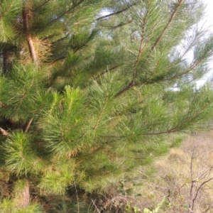 Pinus radiata at Greenway, ACT - 2 Mar 2015 07:13 PM