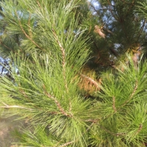 Pinus radiata at Greenway, ACT - 2 Mar 2015 07:13 PM