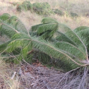 Pinus radiata at Greenway, ACT - 2 Mar 2015
