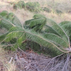 Pinus radiata at Greenway, ACT - 2 Mar 2015 07:13 PM