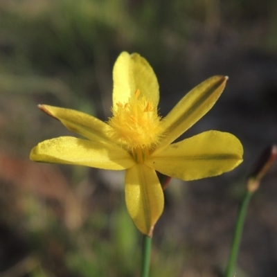 Tricoryne elatior (Yellow Rush Lily) at Greenway, ACT - 2 Mar 2015 by michaelb