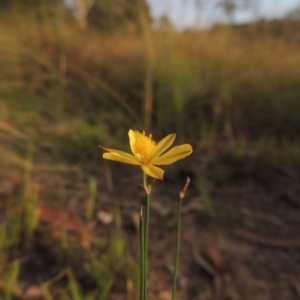 Tricoryne elatior at Greenway, ACT - 2 Mar 2015