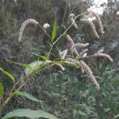 Persicaria lapathifolia (Pale Knotweed) at Greenway, ACT - 2 Mar 2015 by MichaelBedingfield