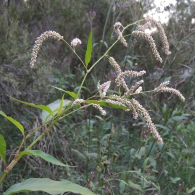 Persicaria lapathifolia (Pale Knotweed) at Greenway, ACT - 2 Mar 2015 by michaelb