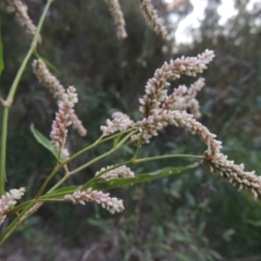 Persicaria lapathifolia at Greenway, ACT - 2 Mar 2015 07:49 PM