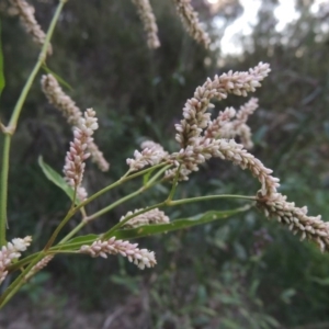 Persicaria lapathifolia at Greenway, ACT - 2 Mar 2015 07:49 PM