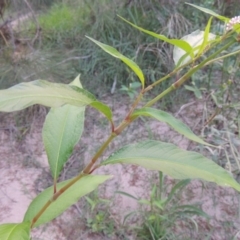 Persicaria lapathifolia at Greenway, ACT - 2 Mar 2015 07:49 PM