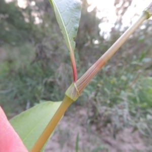 Persicaria lapathifolia at Greenway, ACT - 2 Mar 2015 07:49 PM