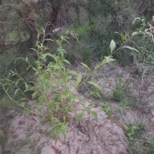 Persicaria lapathifolia at Greenway, ACT - 2 Mar 2015 07:49 PM