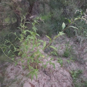 Persicaria lapathifolia at Greenway, ACT - 2 Mar 2015