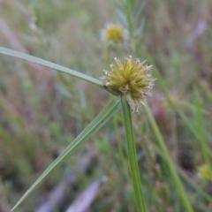 Cyperus sphaeroideus (Scented Sedge) at Tennent, ACT - 18 Feb 2015 by MichaelBedingfield