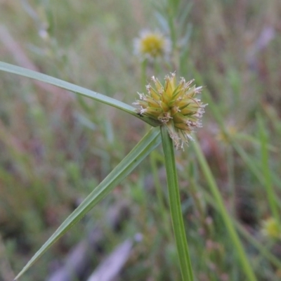 Cyperus sphaeroideus (Scented Sedge) at Tennent, ACT - 18 Feb 2015 by MichaelBedingfield