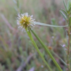 Cyperus sphaeroideus at Tennent, ACT - 18 Feb 2015