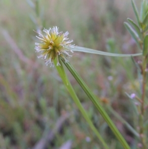 Cyperus sphaeroideus at Tennent, ACT - 18 Feb 2015 08:04 PM