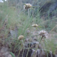 Euchiton sphaericus (Star Cudweed) at Tennent, ACT - 18 Feb 2015 by michaelb