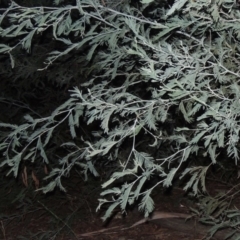 Acacia dealbata (Silver Wattle) at Gigerline Nature Reserve - 18 Feb 2015 by michaelb