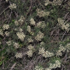 Cassinia quinquefaria (Rosemary Cassinia) at Tennent, ACT - 18 Feb 2015 by MichaelBedingfield