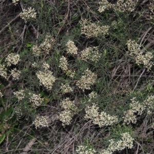 Cassinia quinquefaria at Tennent, ACT - 18 Feb 2015 08:45 PM