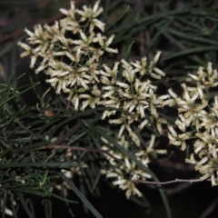 Cassinia quinquefaria at Tennent, ACT - 18 Feb 2015 08:45 PM