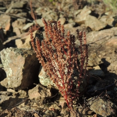 Crassula sieberiana (Austral Stonecrop) at Greenway, ACT - 22 Feb 2015 by michaelb