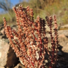 Crassula sieberiana at Greenway, ACT - 22 Feb 2015