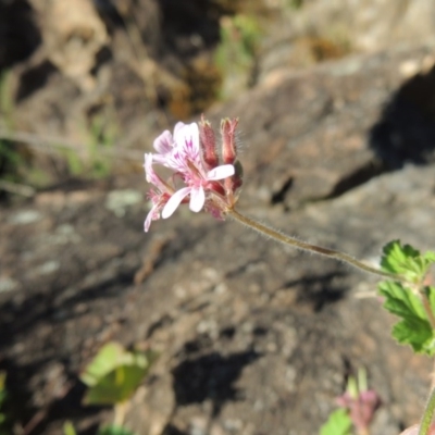 Pelargonium australe (Austral Stork's-bill) at Greenway, ACT - 22 Feb 2015 by michaelb