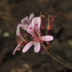 Pelargonium australe at Greenway, ACT - 22 Feb 2015