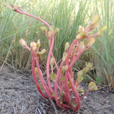 Portulaca oleracea (Munyeroo ,Pigweed, Purslane) at Greenway, ACT - 22 Feb 2015 by michaelb