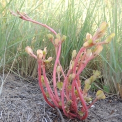 Portulaca oleracea at Greenway, ACT - 22 Feb 2015