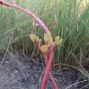 Portulaca oleracea at Greenway, ACT - 22 Feb 2015