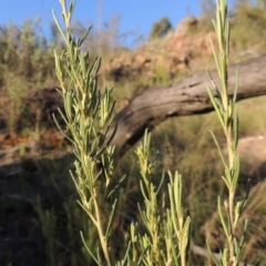 Bertya rosmarinifolia (Rosemary Bertya) at Greenway, ACT - 22 Feb 2015 by michaelb