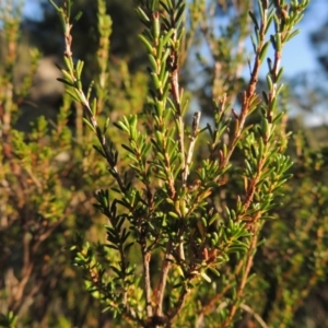 Calytrix tetragona at Greenway, ACT - 22 Feb 2015 06:58 PM